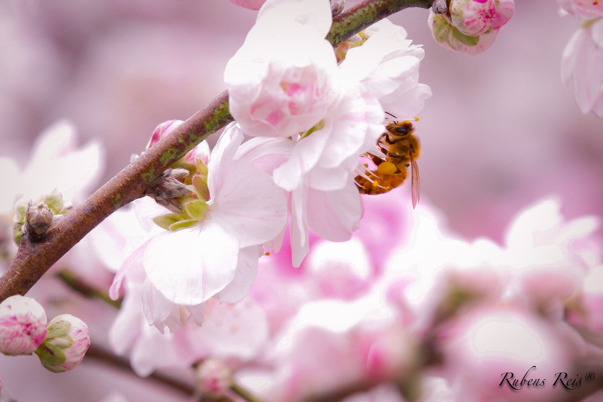 Tamron SP AF 180mm F3.5 Di LD (IF) Macro sample photo. Sakura japan photography
