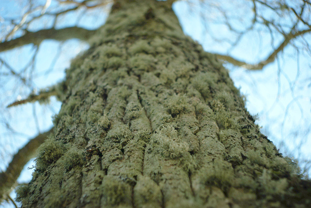 Minolta AF 35-105mm F3.5-4.5 New sample photo. A tree photography