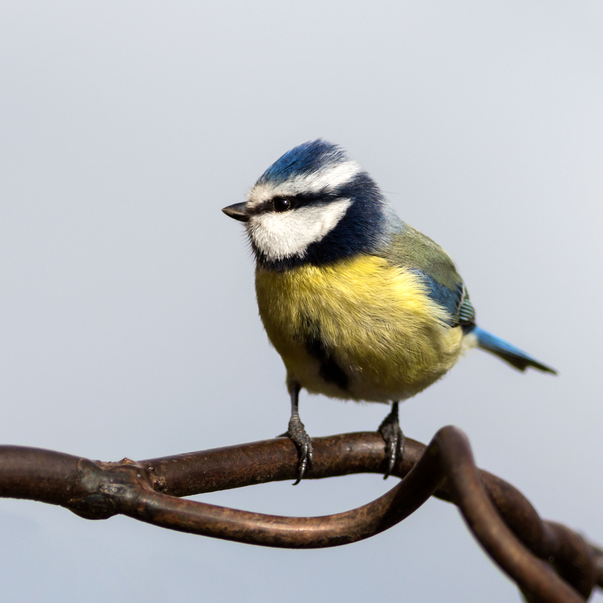 Canon EOS 700D (EOS Rebel T5i / EOS Kiss X7i) + Canon EF 400mm F5.6L USM sample photo. Blue tit photography