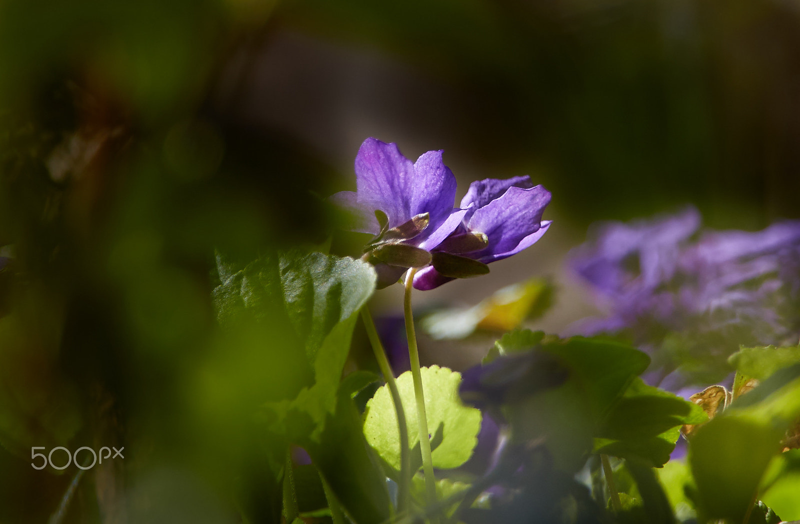 Tamron 28-300mm F3.5-6.3 Di VC PZD sample photo. Violet flower photography