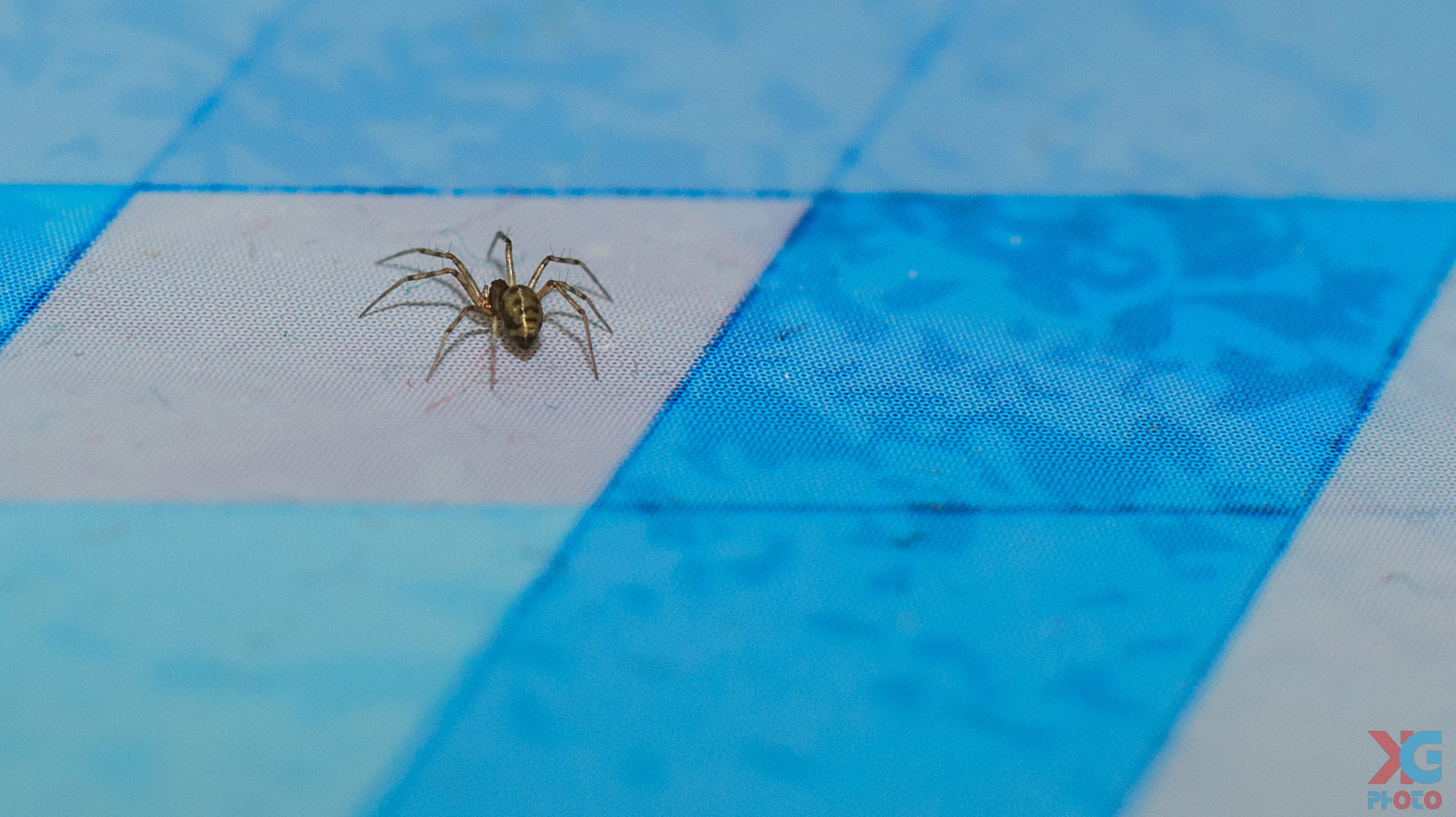 Canon EOS 600D (Rebel EOS T3i / EOS Kiss X5) + Canon EF 50mm F1.2L USM sample photo. Spider woke up photography