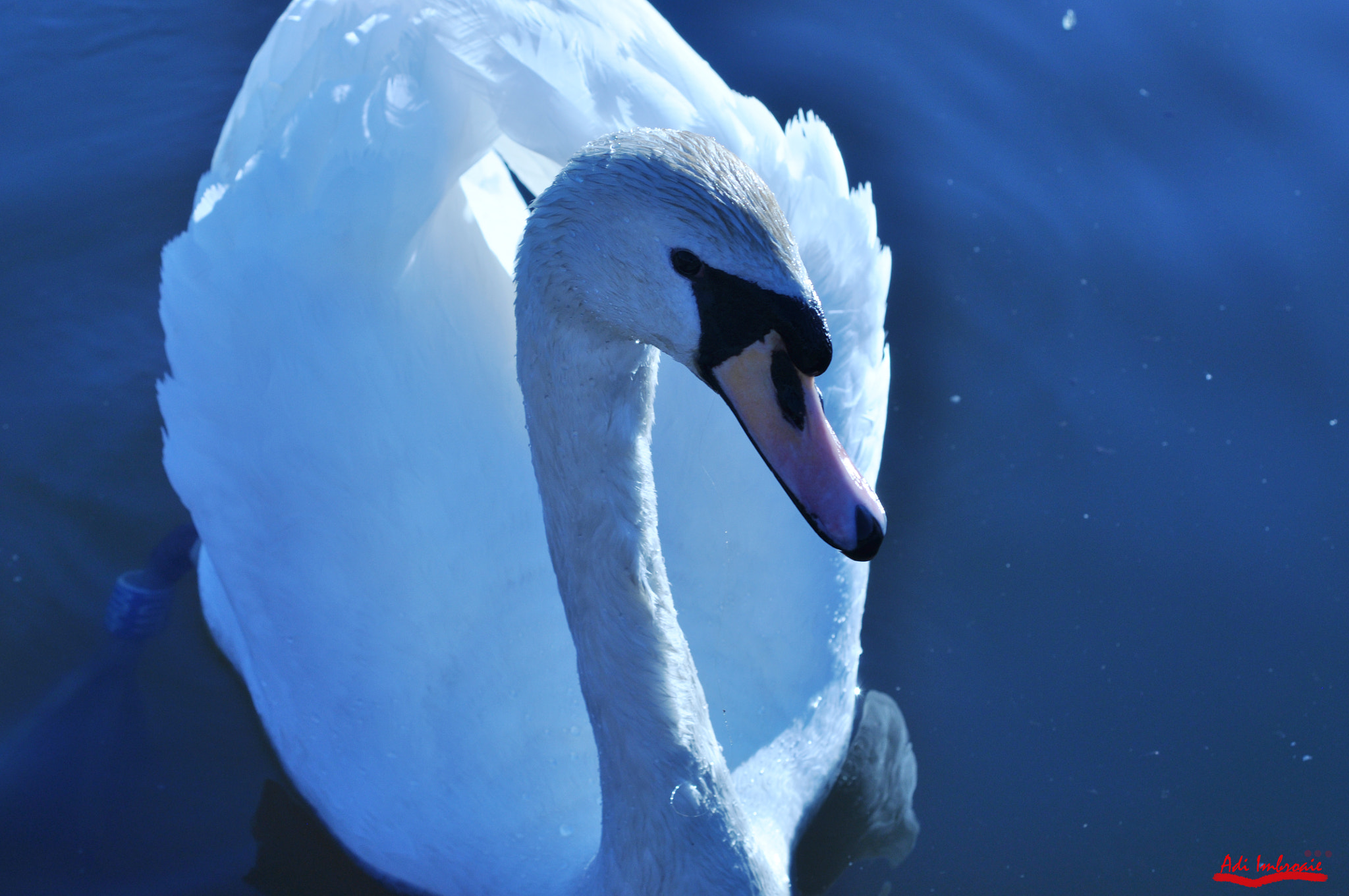 AF Zoom-Nikkor 35-70mm f/3.3-4.5 N sample photo. Swan photography