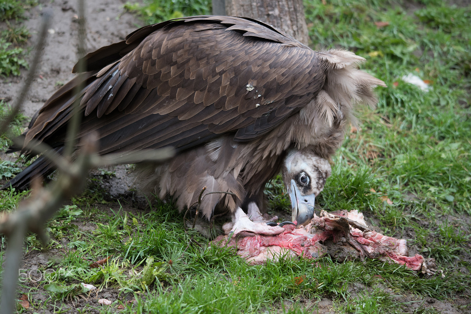 Sigma 120-400mm F4.5-5.6 DG OS HSM sample photo. Condor photography