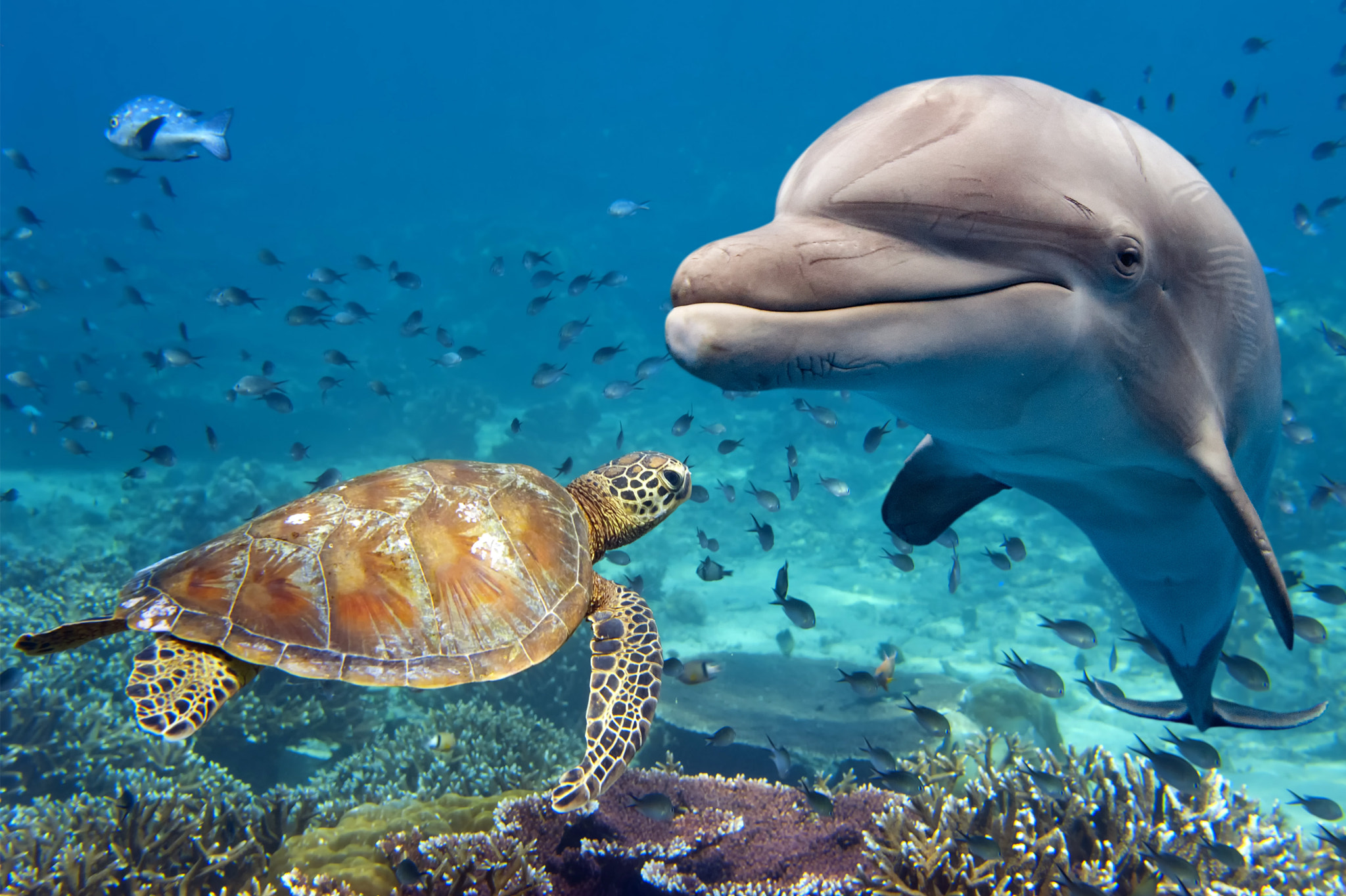 Nikon D4 + Nikon AF Fisheye-Nikkor 16mm F2.8D sample photo. Dolphin and turtle photography