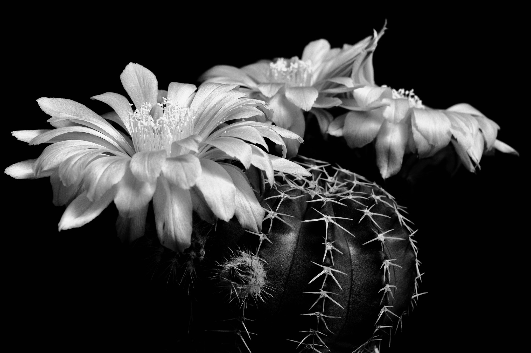Nikon D300 + Sigma 24-70mm F2.8 EX DG Macro sample photo. Echinocereus pulchelus photography