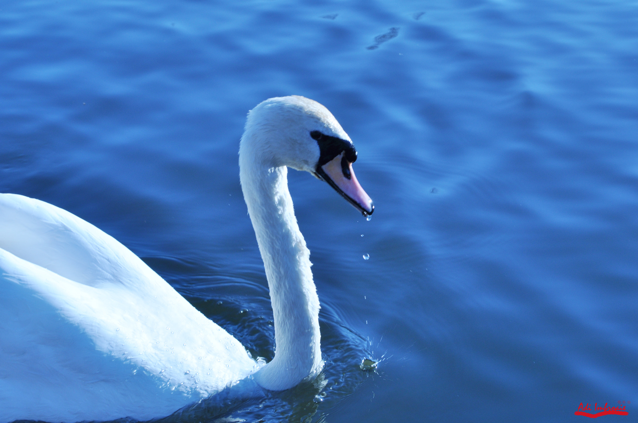 AF Zoom-Nikkor 35-70mm f/3.3-4.5 N sample photo. Swan photography