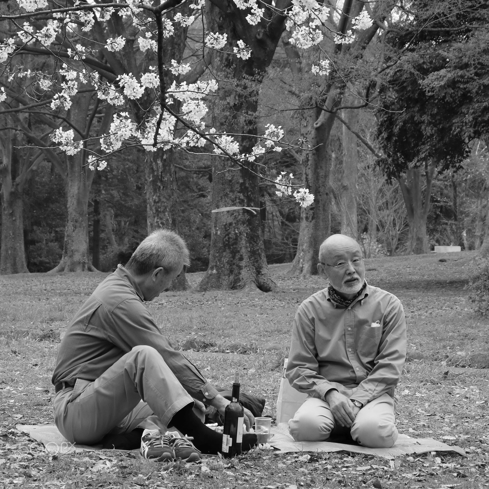 Canon EF-S 18-135mm F3.5-5.6 IS STM sample photo. Two friends enjoying sakura - yoyogi park, tokyo photography