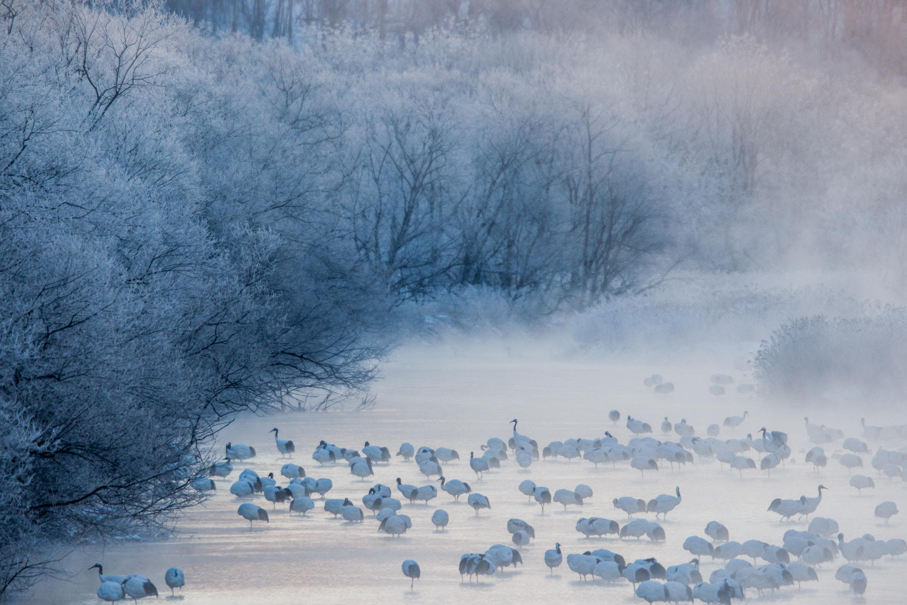 Canon EOS 5D Mark II + Canon EF 400mm F2.8L IS USM sample photo