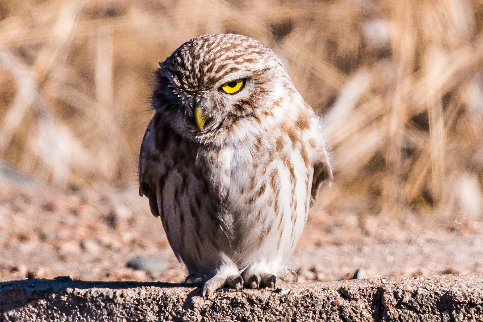 Canon EOS 70D + Canon EF 600mm F4L IS II USM sample photo. Little owl photography
