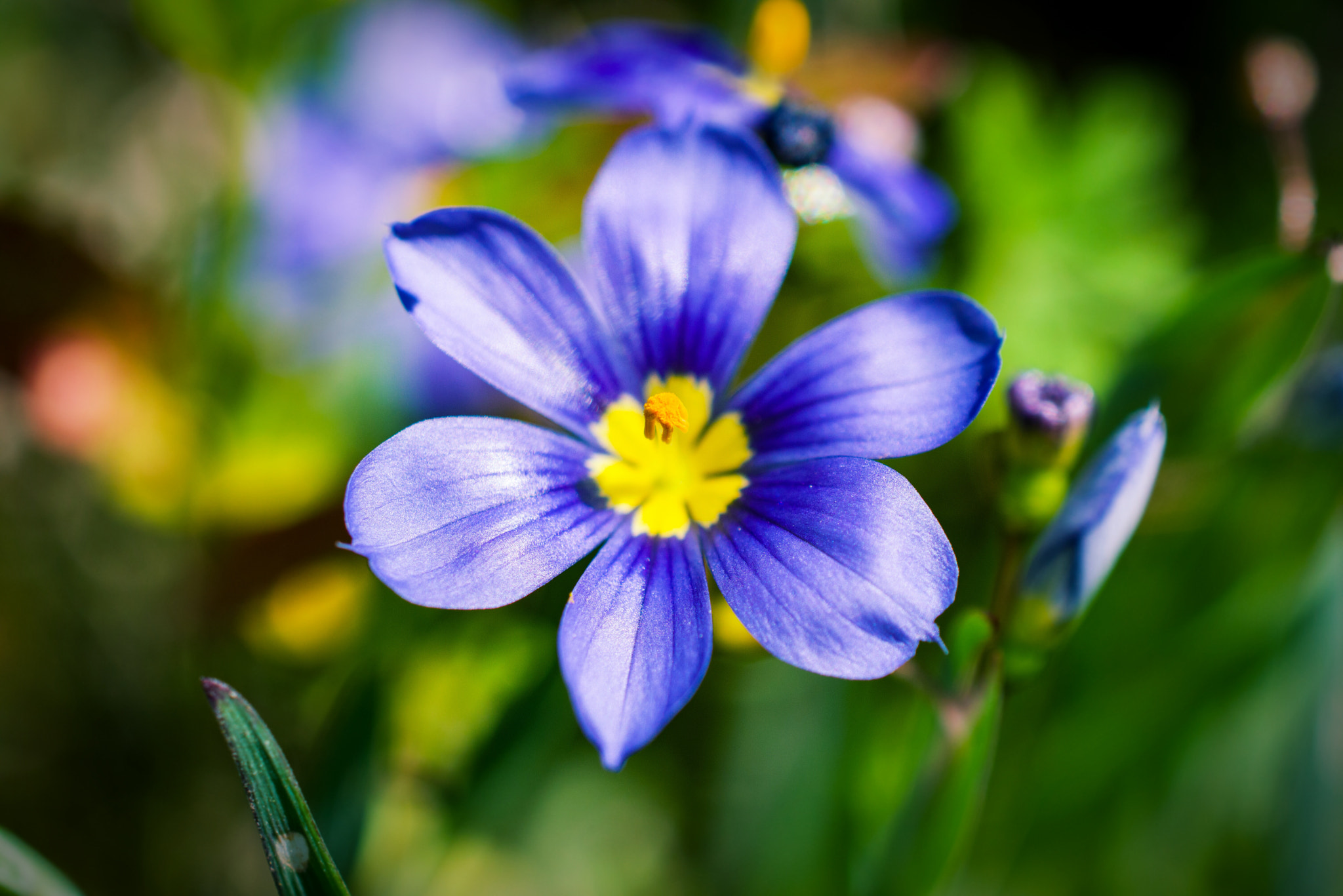 Nikon AF-S DX Micro Nikkor 40mm F2.8 sample photo. Small flower photography