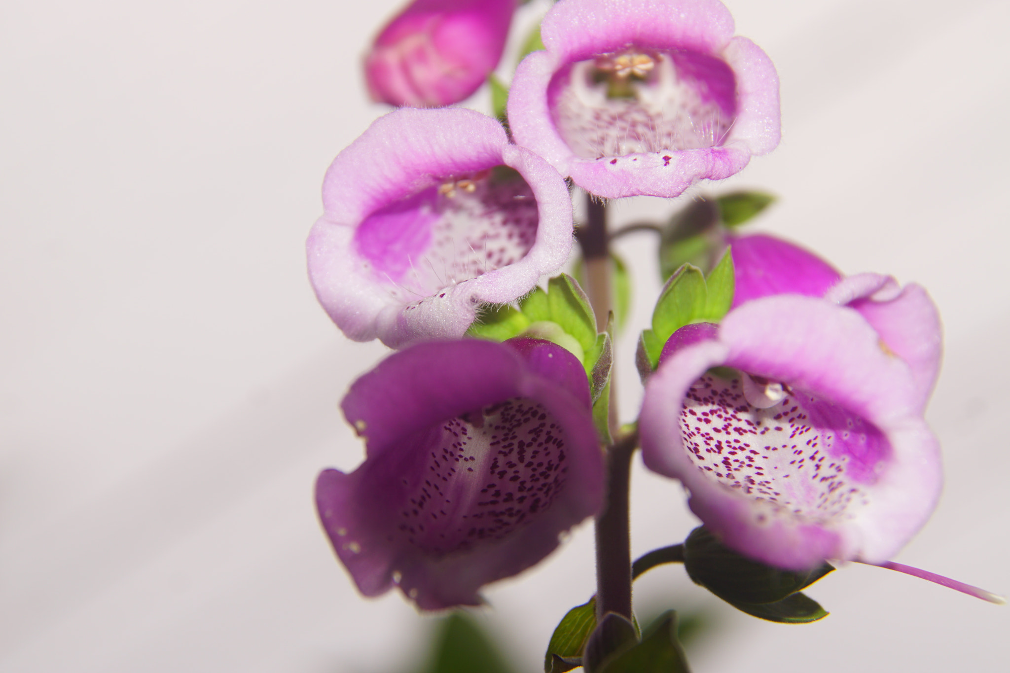 Sony DT 18-200mm F3.5-6.3 sample photo. Predatory flowers photography