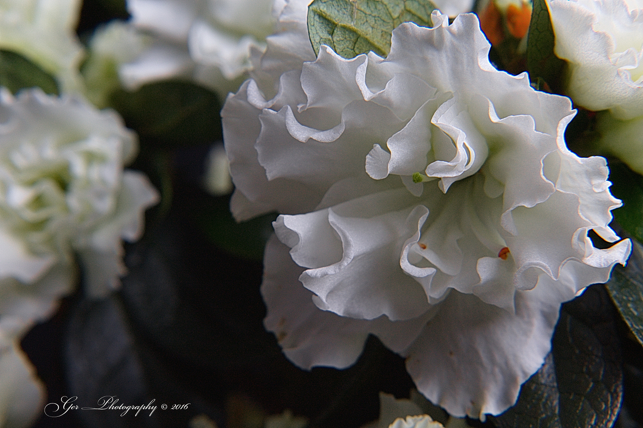 Canon EOS 1200D (EOS Rebel T5 / EOS Kiss X70 / EOS Hi) + Tamron AF 28-300mm F3.5-6.3 XR Di LD Aspherical (IF) Macro sample photo. White flower photography