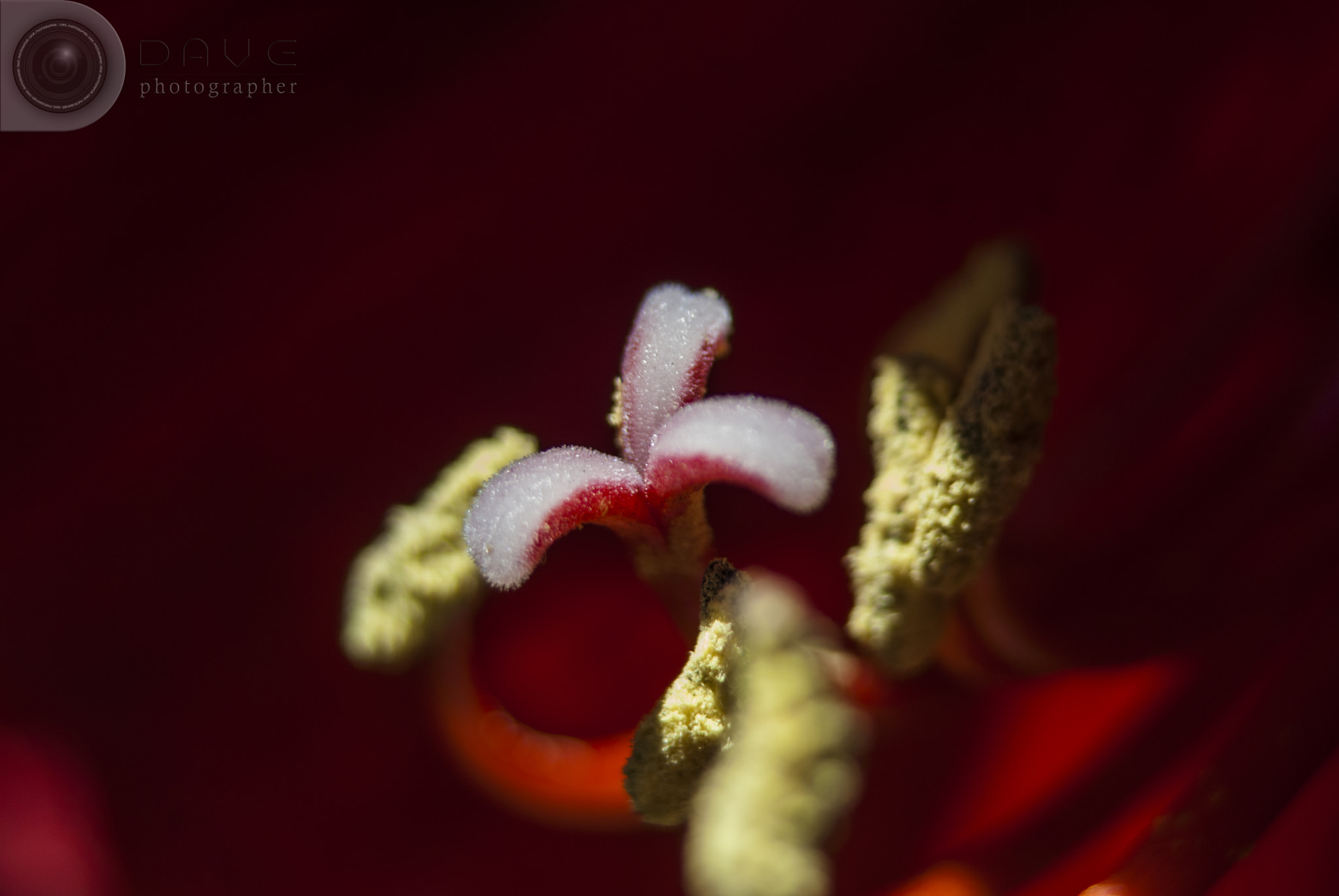 Nikon D200 sample photo. Red photography