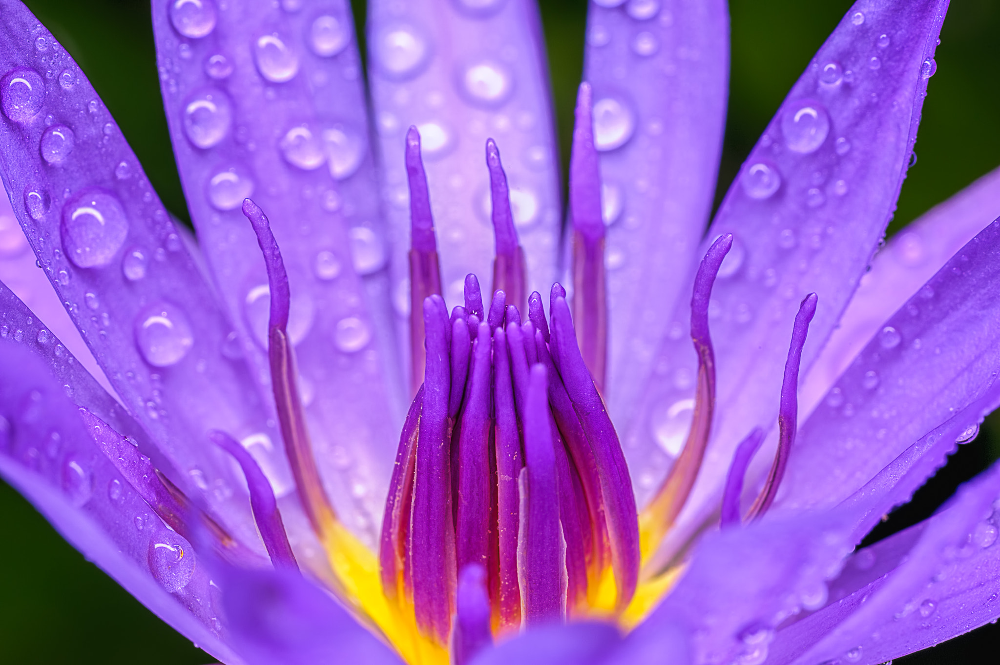 Nikon D700 + Sigma 70mm F2.8 EX DG Macro sample photo. Purple lotus photography