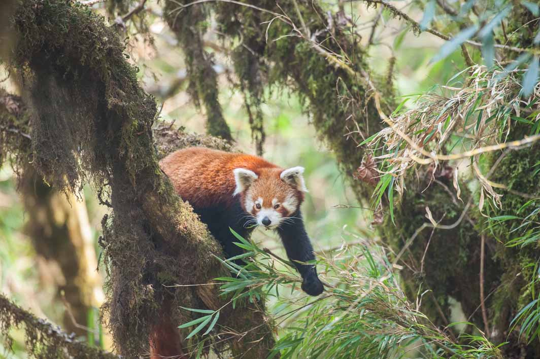 Nikon D700 + Nikon AF-S Nikkor 600mm F4G ED VR sample photo. A wild red panda. image taken in the eastern himalayas. photography