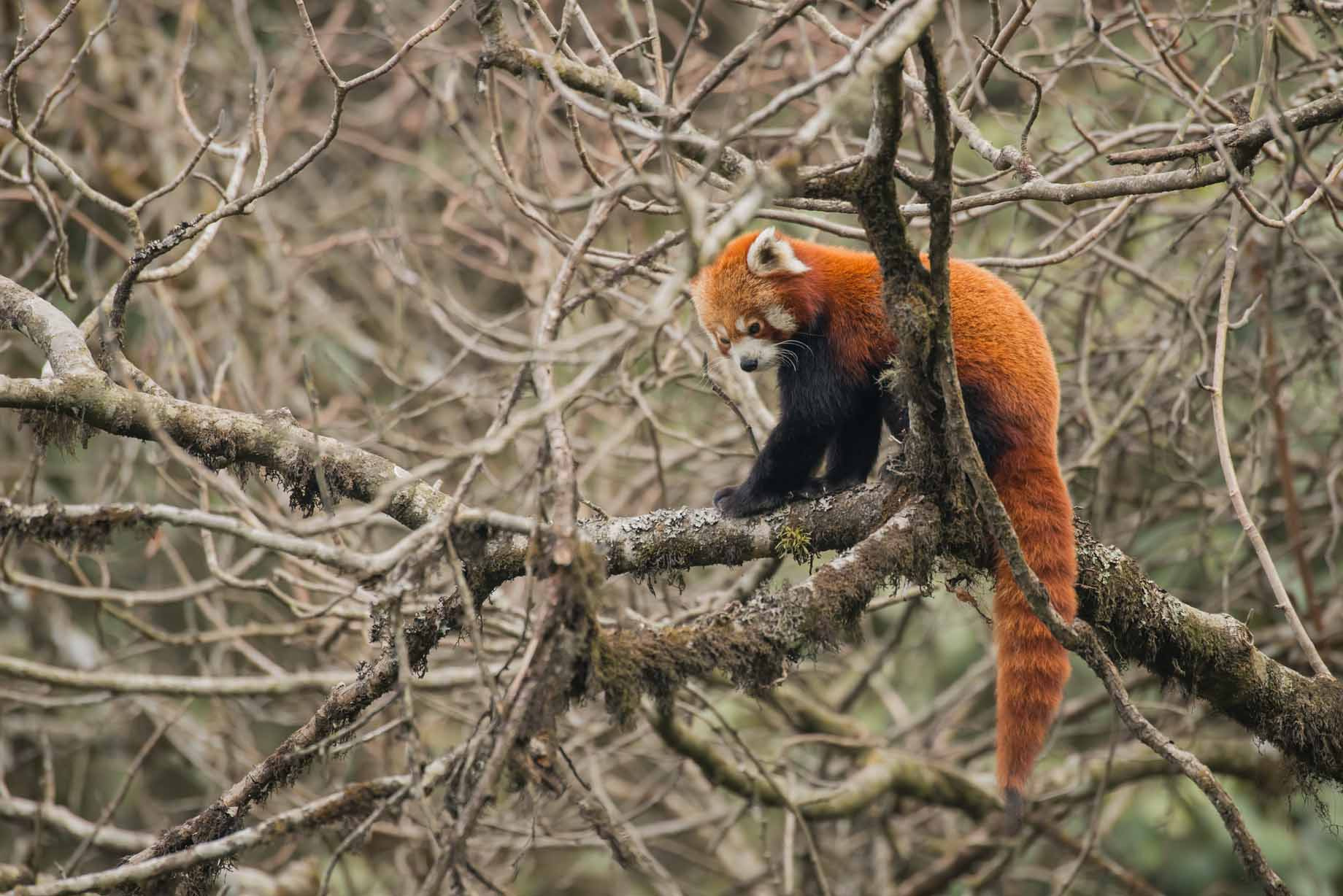 Nikon D800 + Nikon AF-S Nikkor 600mm F4G ED VR sample photo. A wild red panda. taken in the eastern himalayas. photography