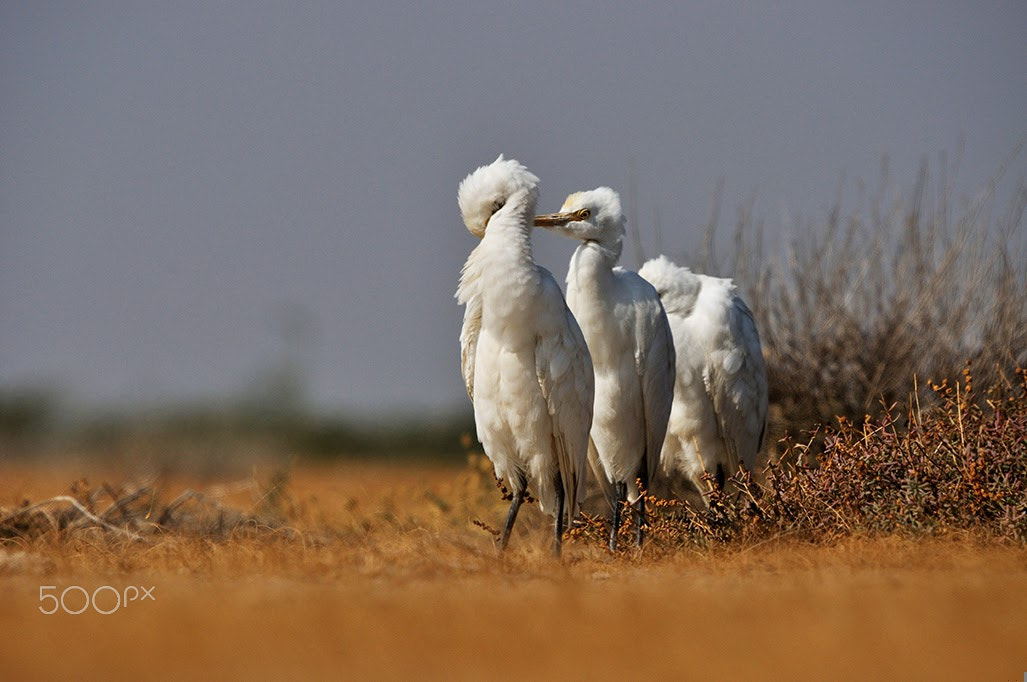 Nikon D90 + Sigma 50-500mm F4-6.3 EX APO RF HSM sample photo. Three musketeers photography