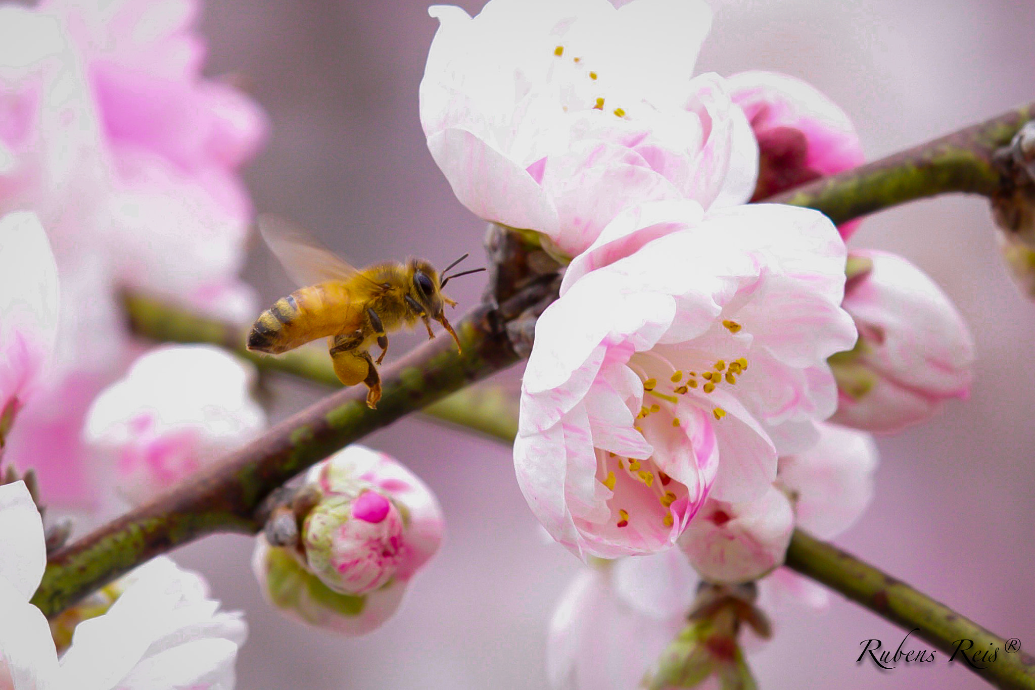 Tamron SP AF 180mm F3.5 Di LD (IF) Macro sample photo. Abelha sakura japan photography