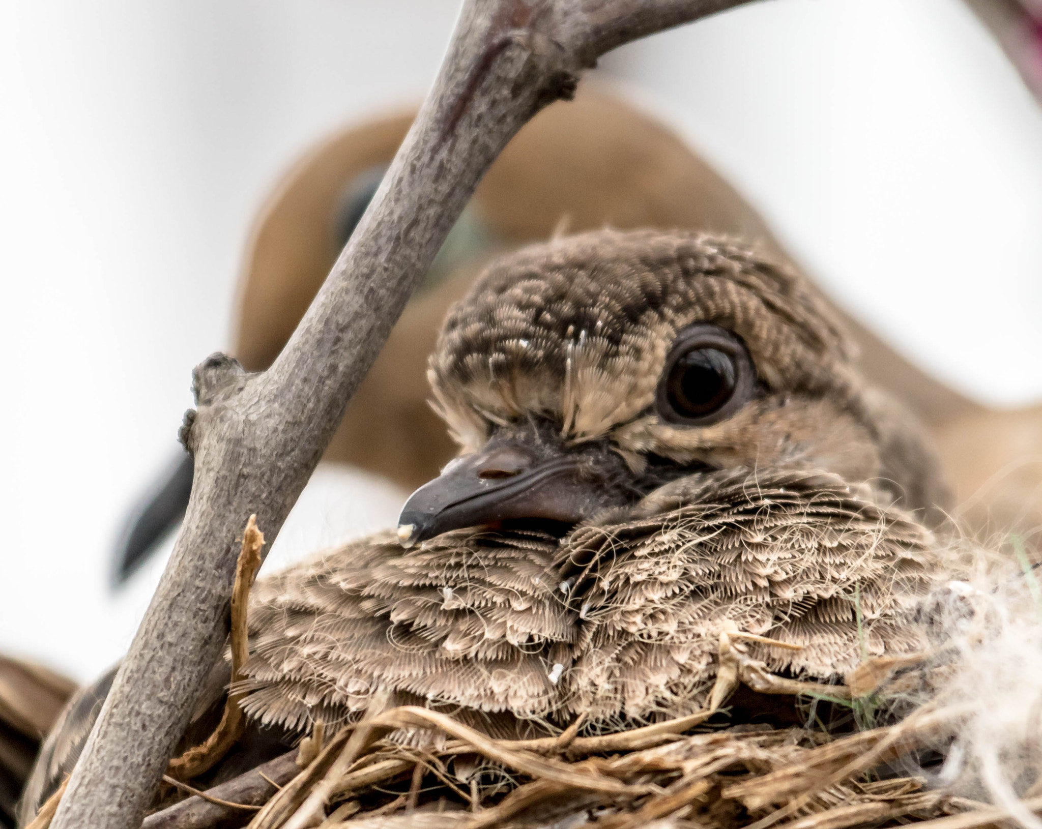 Canon EF 100-400mm F4.5-5.6L IS USM sample photo. Juvenile morning dove and mom photography