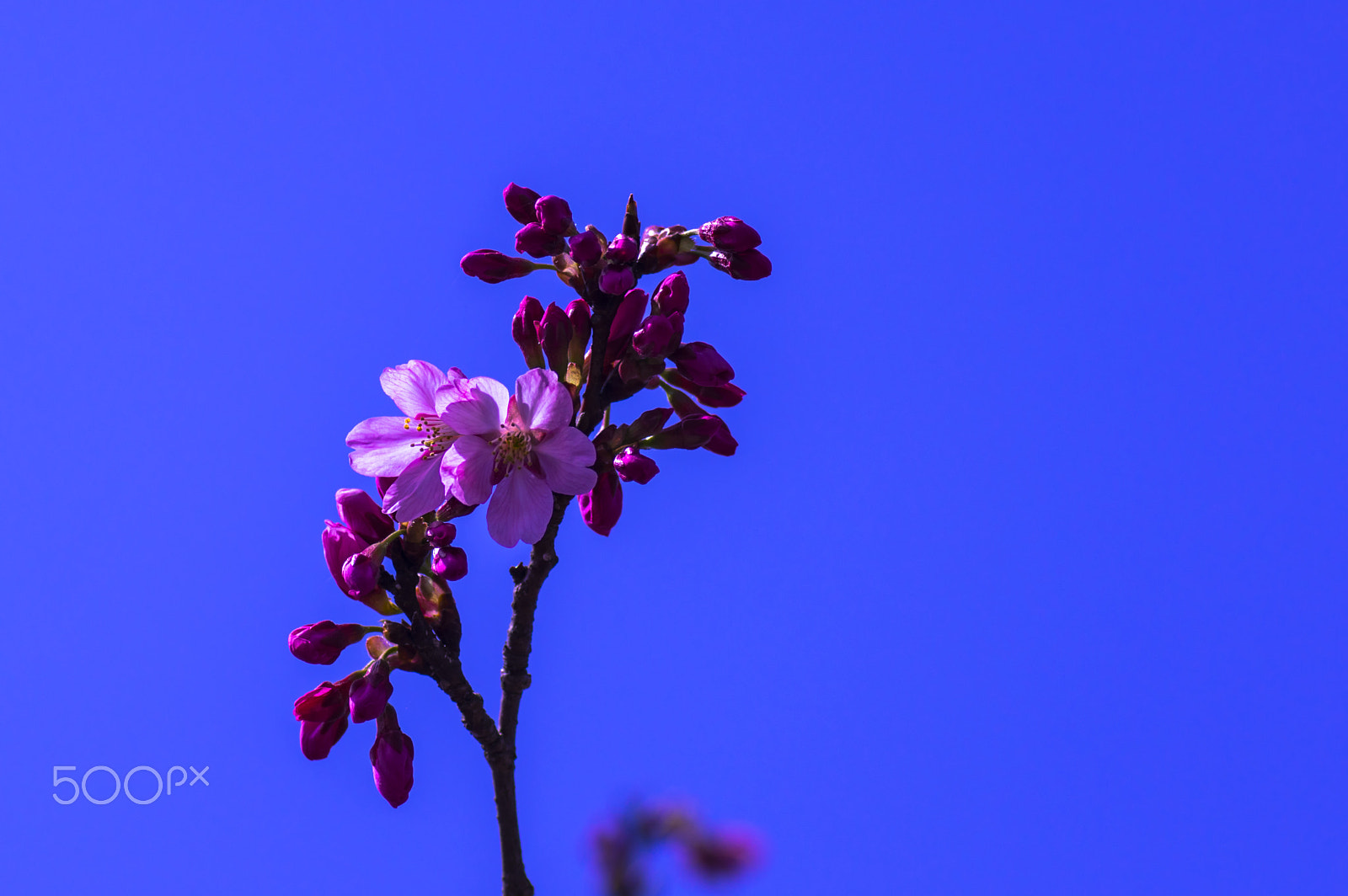 Tamron SP AF 90mm F2.8 Di Macro sample photo. "桜…桜…" cherry tree... cherry tree... photography