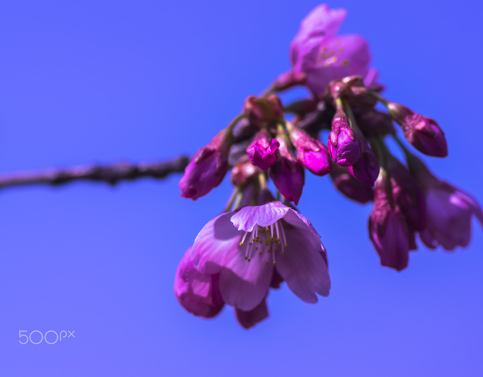 Tamron SP AF 90mm F2.8 Di Macro sample photo. "桜…桜…" cherry tree... cherry tree... photography