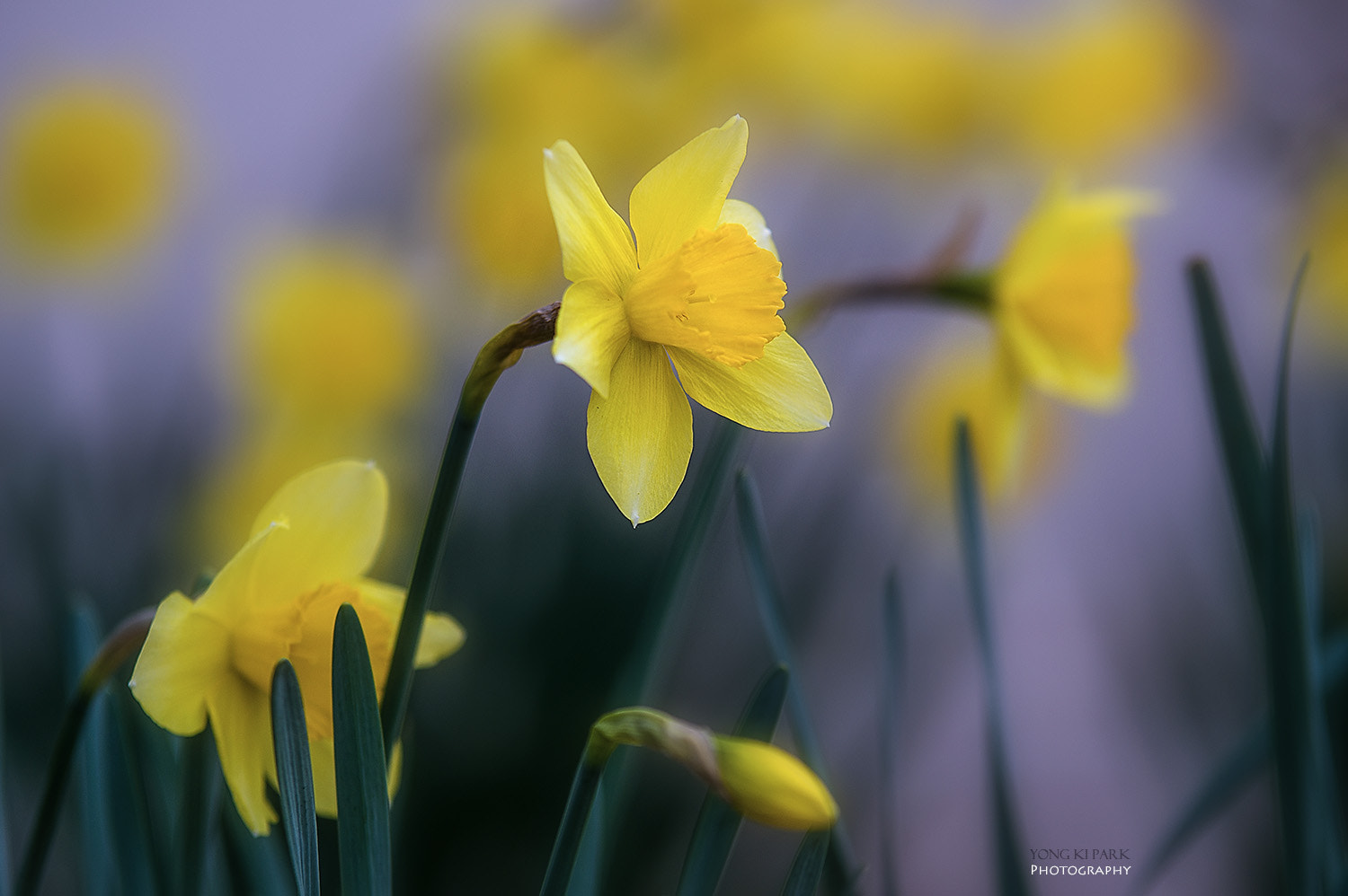 Pentax K-3 sample photo. Spring dream of a daffodil photography