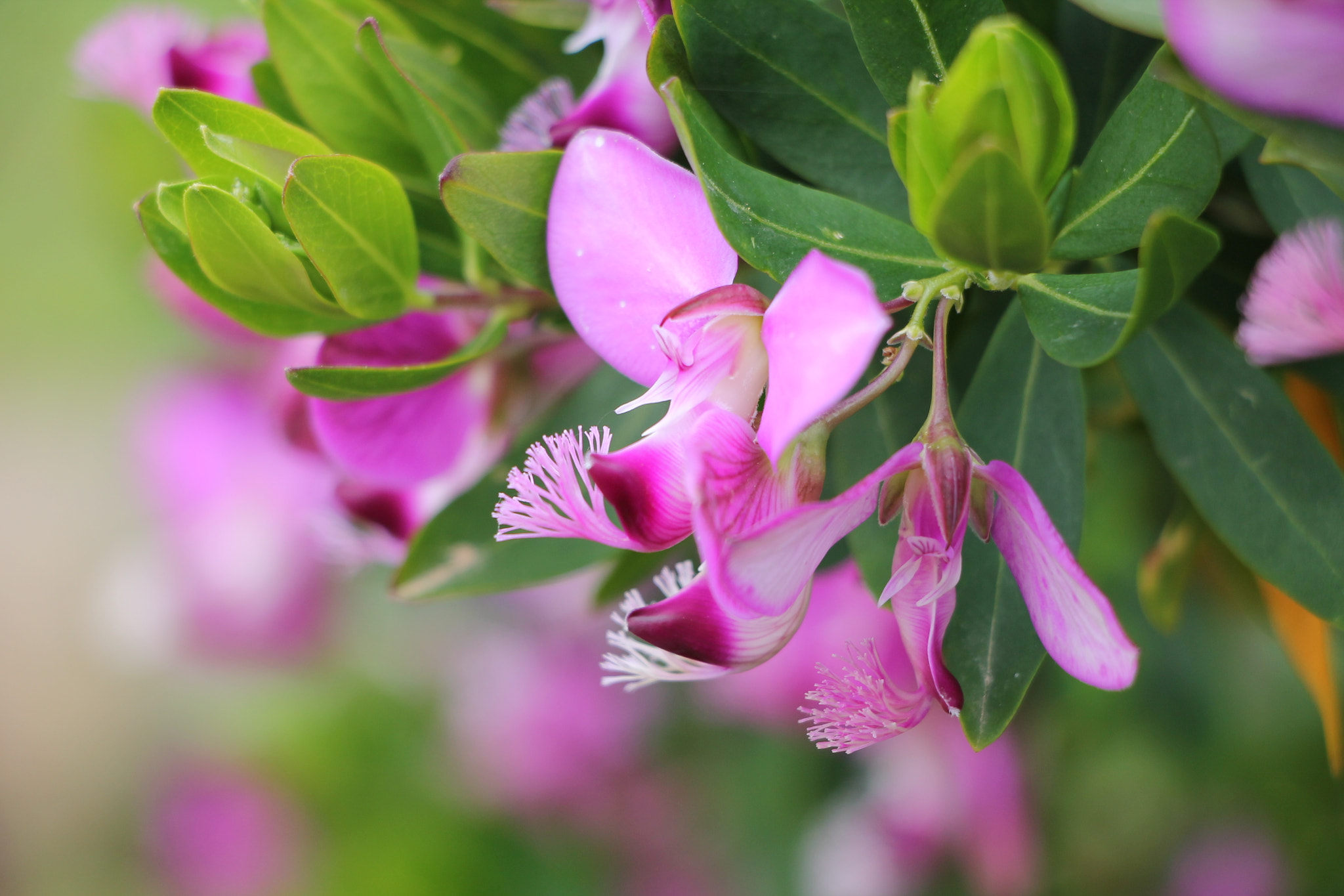 Canon EF-S 18-135mm F3.5-5.6 IS STM sample photo. Poligola photography