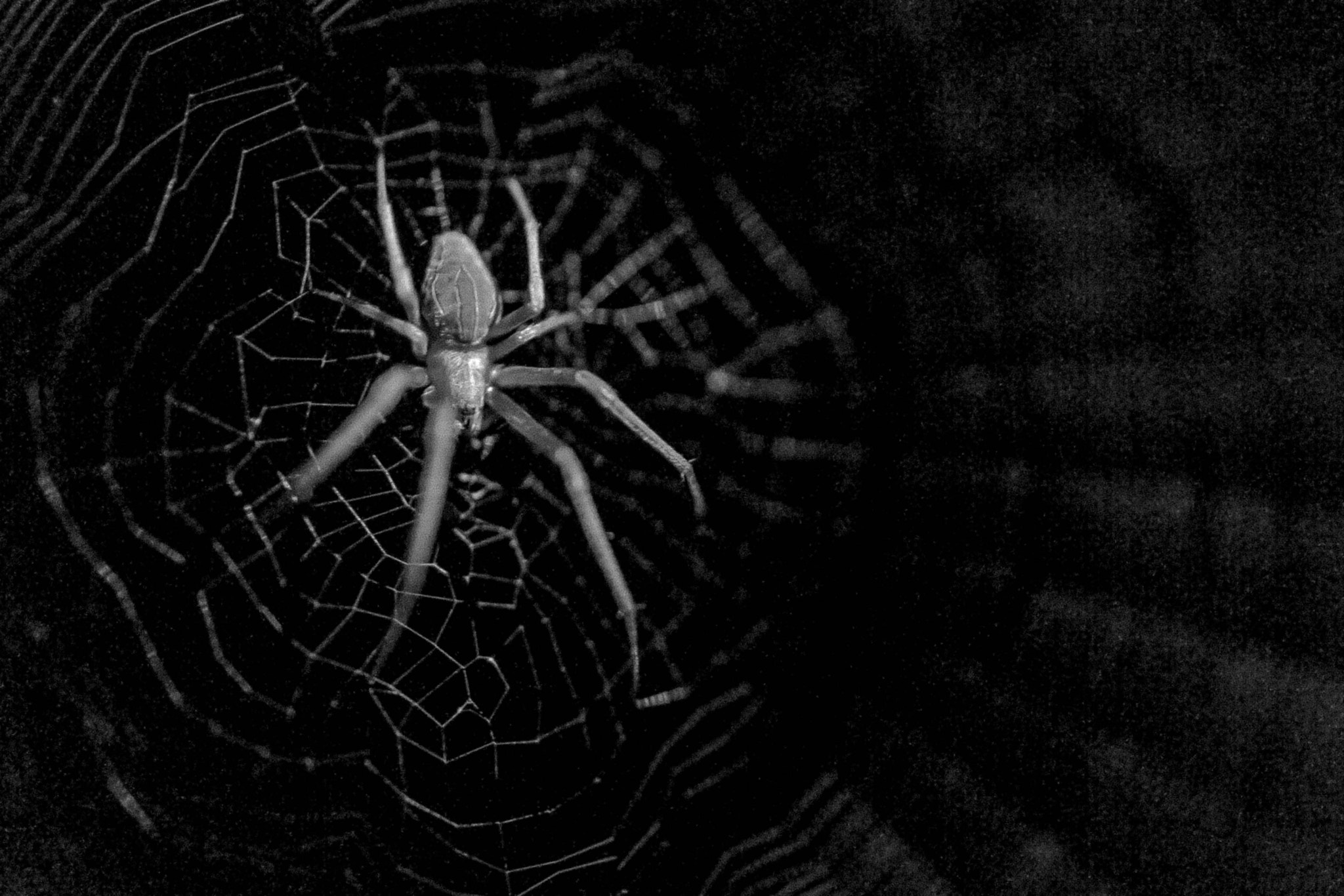 Sony Alpha NEX-5 + Sony E 30mm F3.5 Macro sample photo. Night weaver photography