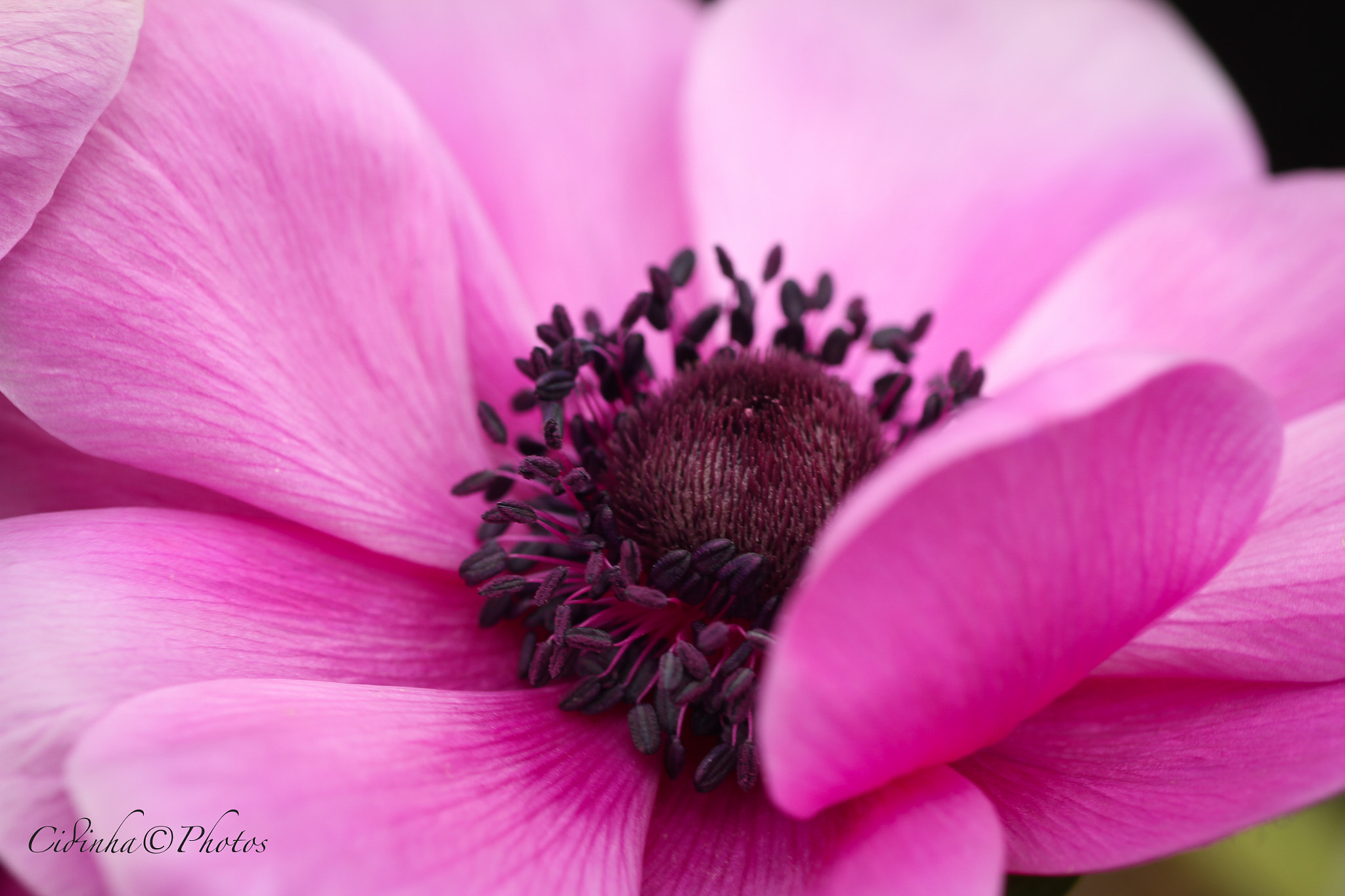 Tamron SP AF 90mm F2.8 Di Macro sample photo. Haru ai photography