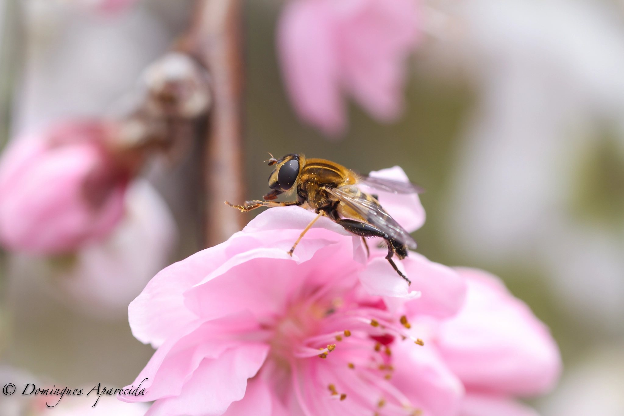 Canon EOS 7D + Tamron SP AF 90mm F2.8 Di Macro sample photo. Acty mori photography