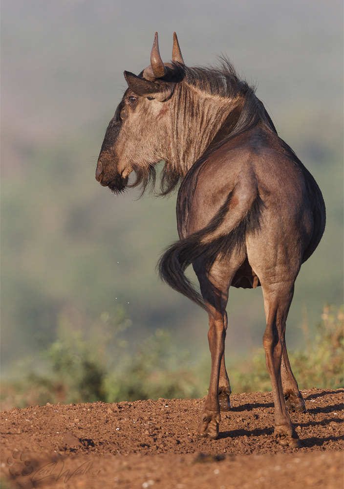 Canon EF 500mm F4L IS II USM sample photo. Wbeest photography