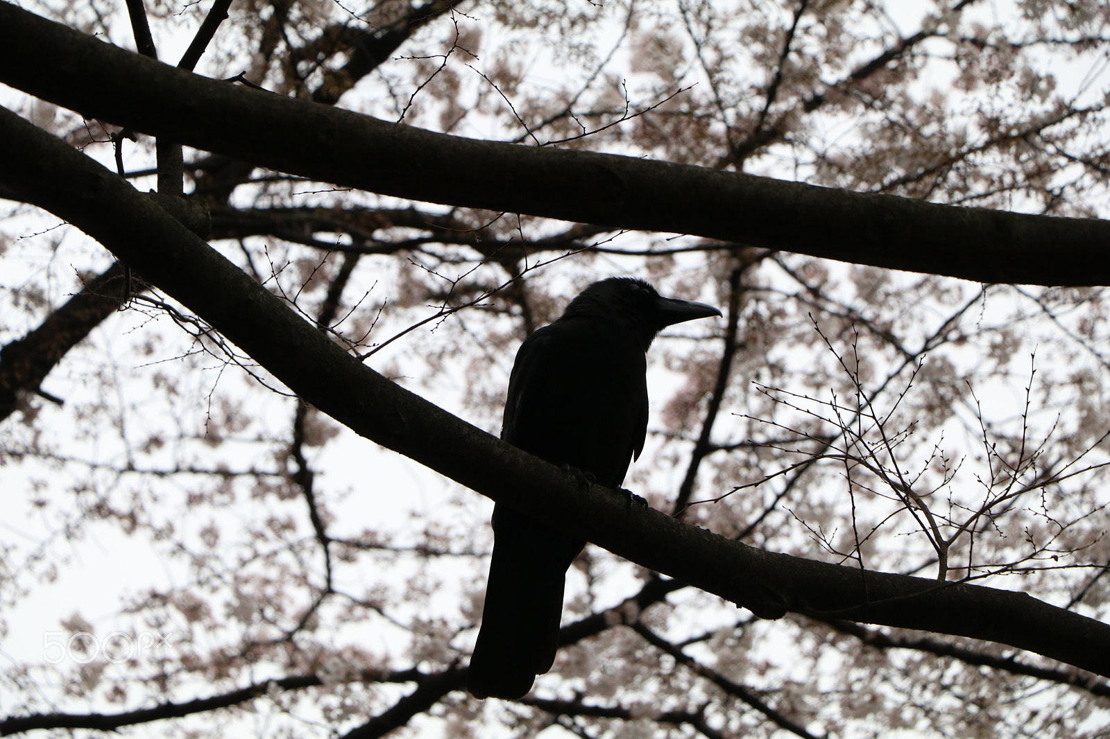 Canon EF-S 18-135mm F3.5-5.6 IS STM sample photo. Sakura crow photography