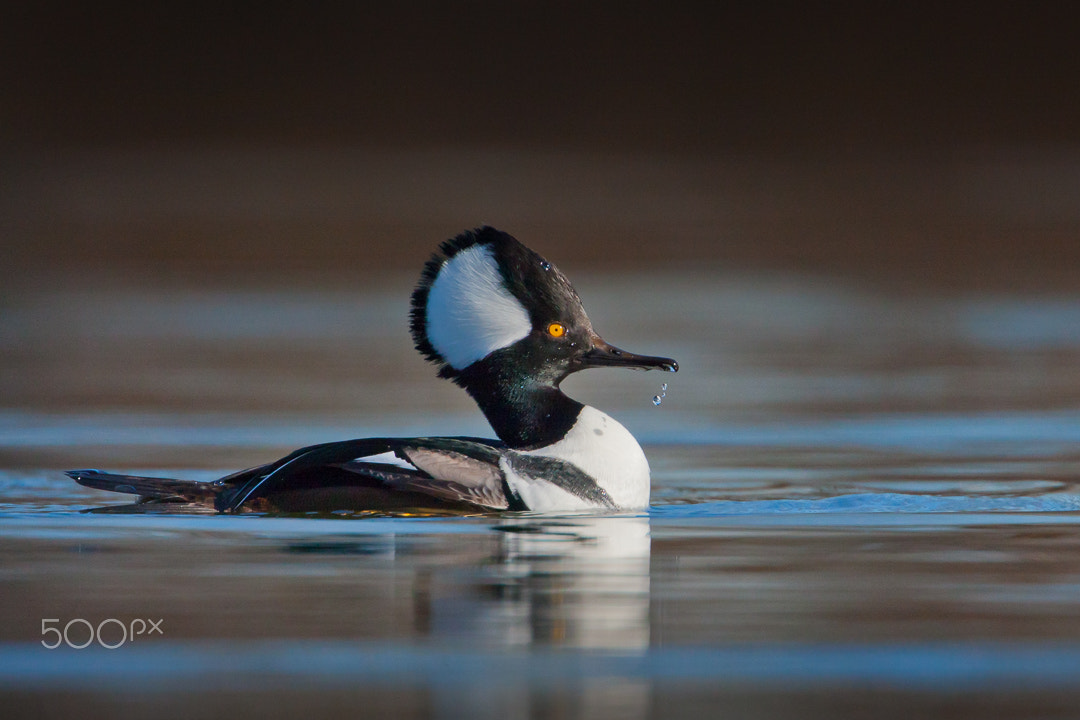 Canon EOS 40D + Canon EF 500mm F4L IS USM sample photo. Harle couronné / hooded merganser photography