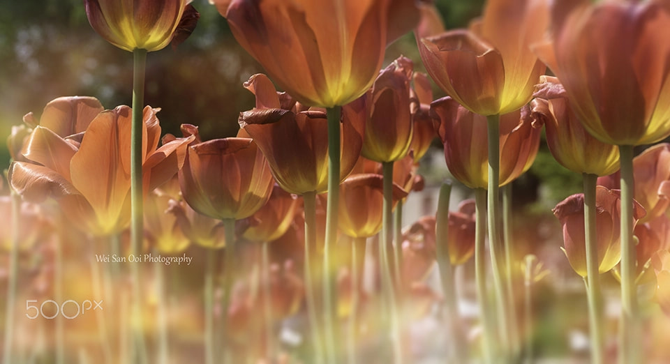 Panasonic Leica DG Macro-Elmarit 45mm F2.8 ASPH OIS sample photo. Tulips 19 photography