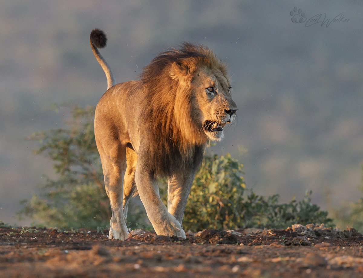 Canon EF 500mm F4L IS II USM sample photo. Lionpmdisofsecandmmbpn photography