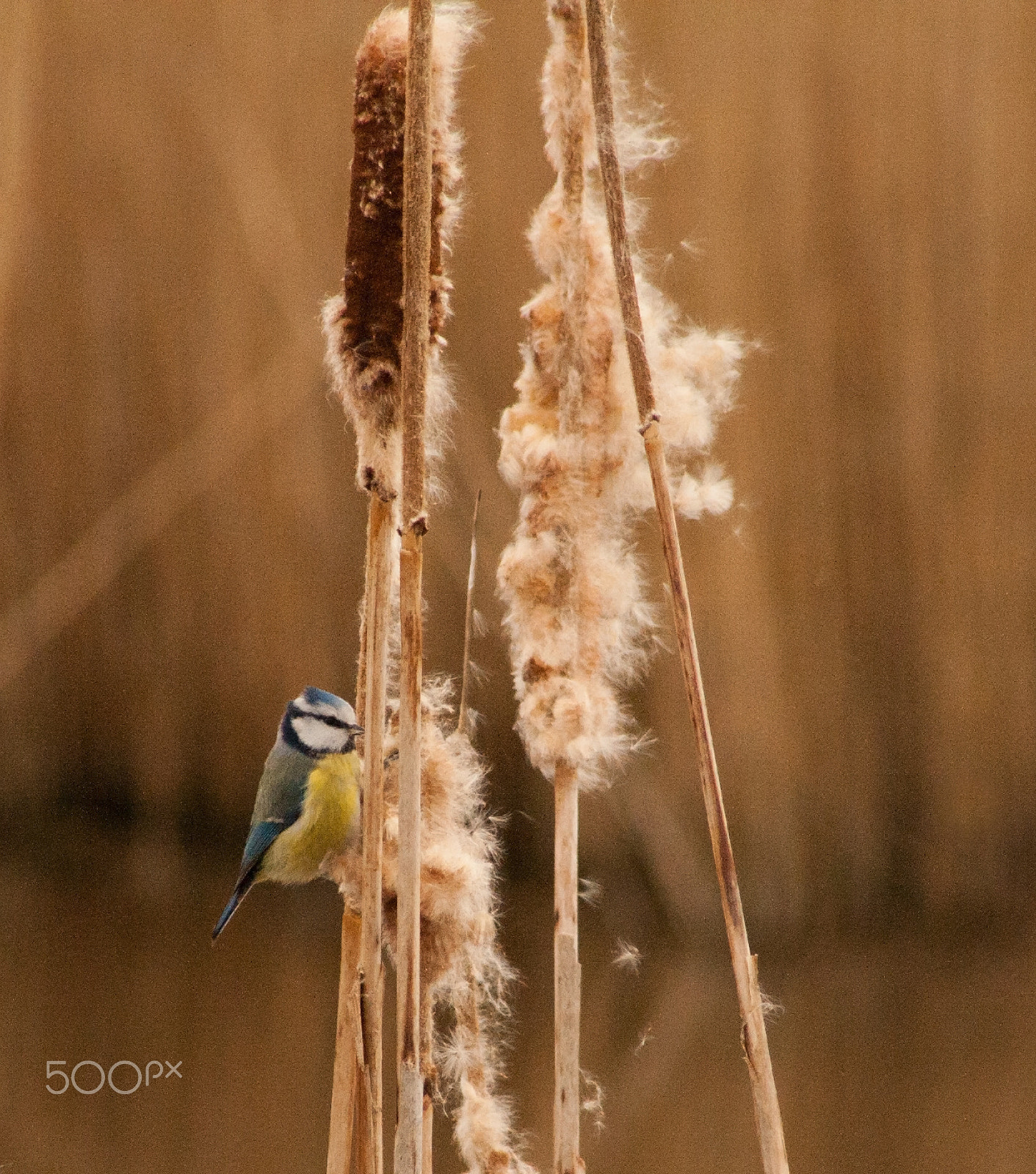 Canon EF 75-300mm f/4-5.6 USM sample photo. Blue tit collecting food photography