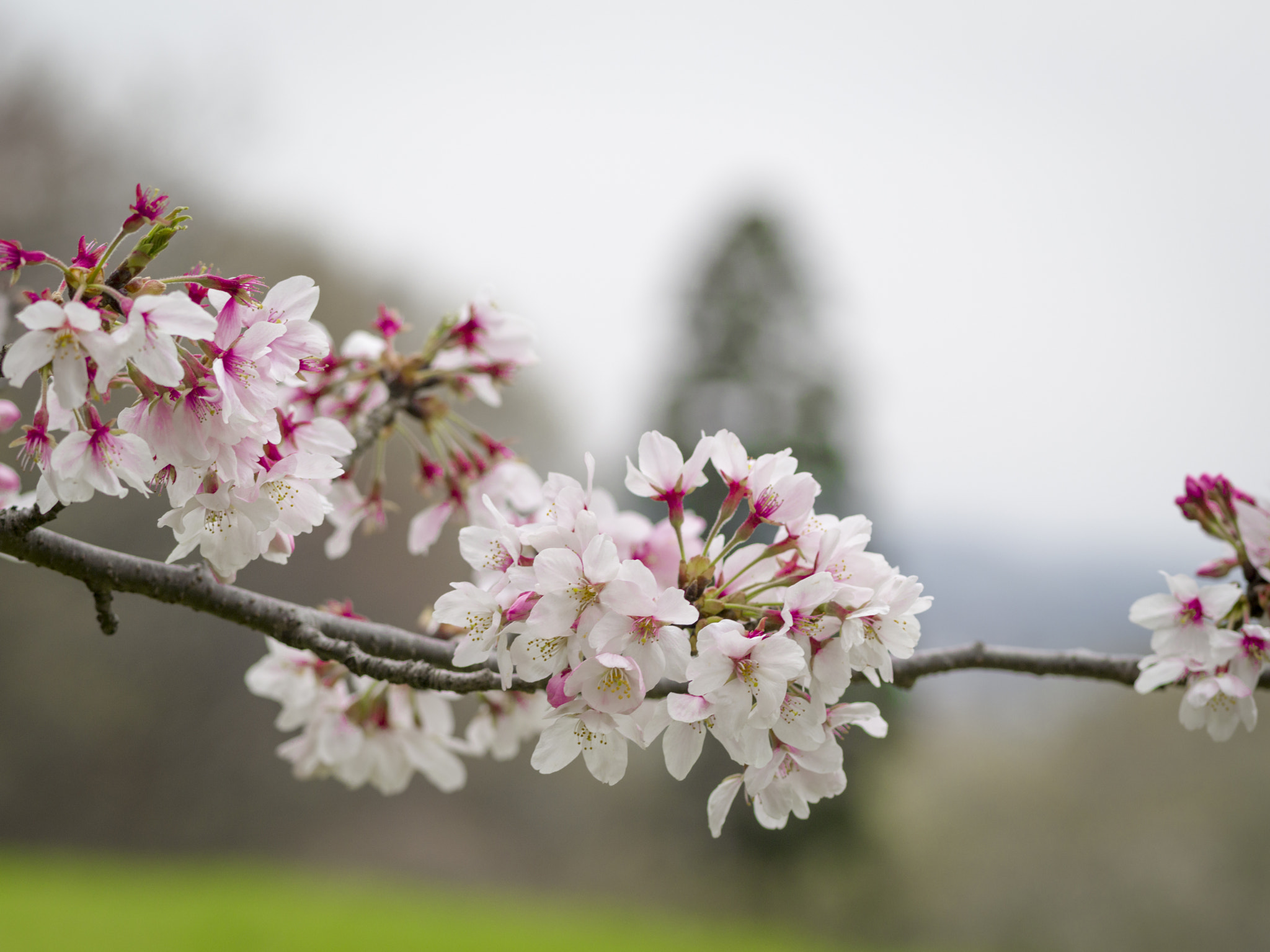 Pentax 645D sample photo. Sakura ii photography