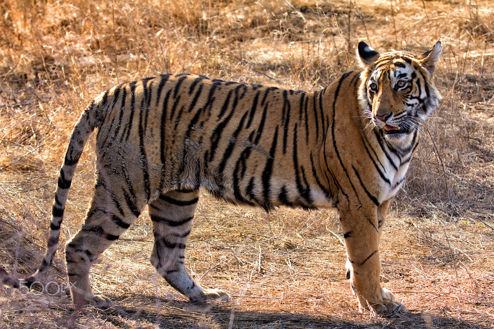 Canon EF 70-200mm F2.8L IS II USM sample photo. Tigress photography