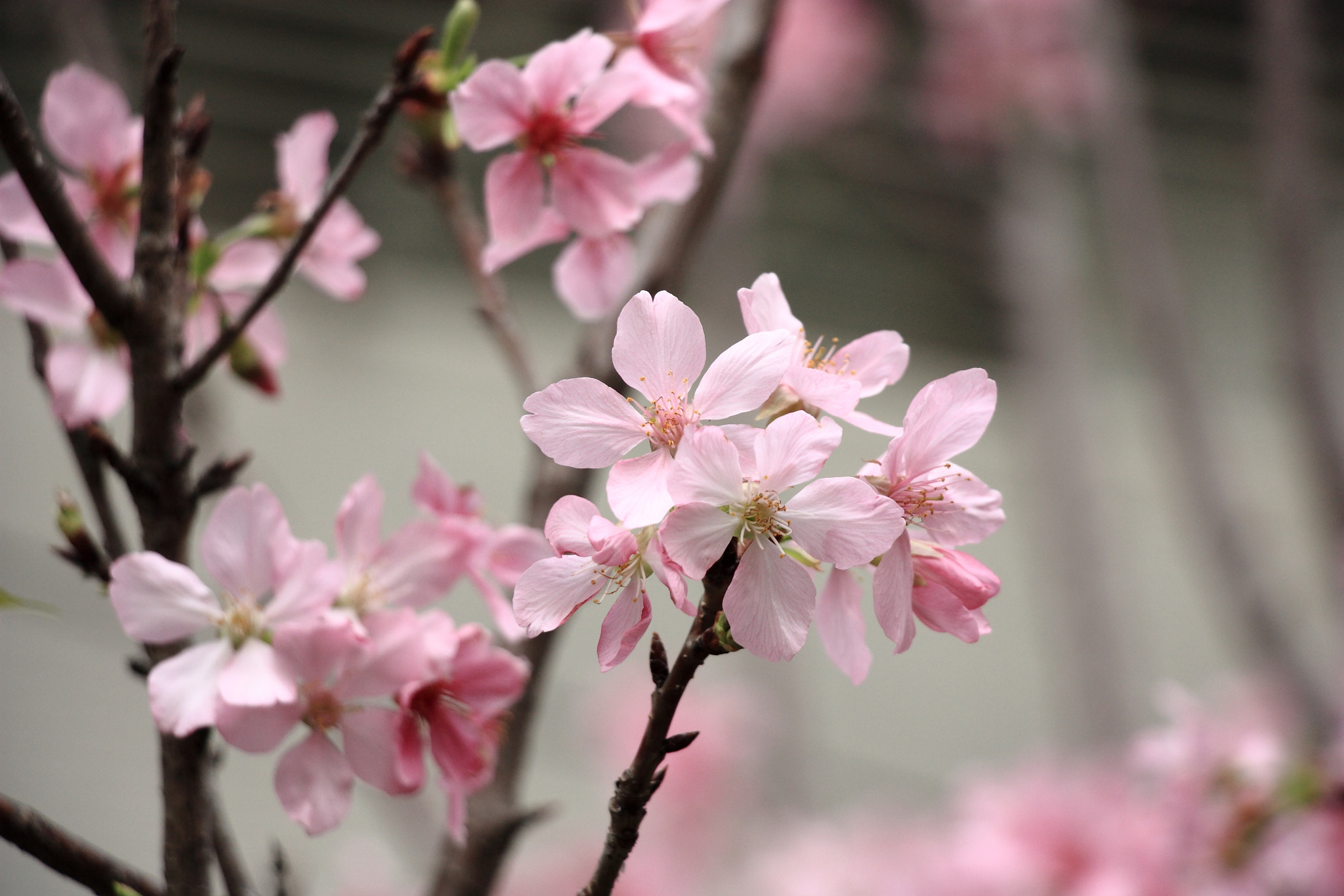 Canon EF-S 18-135mm F3.5-5.6 IS STM sample photo. Img_1408m spring is coming! 春が来た！春天來了! photography