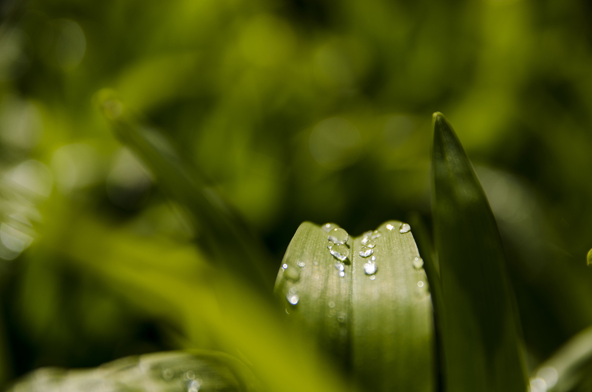 Sigma 17-70mm F2.8-4 DC Macro OS HSM | C sample photo. Secret life of droplets photography