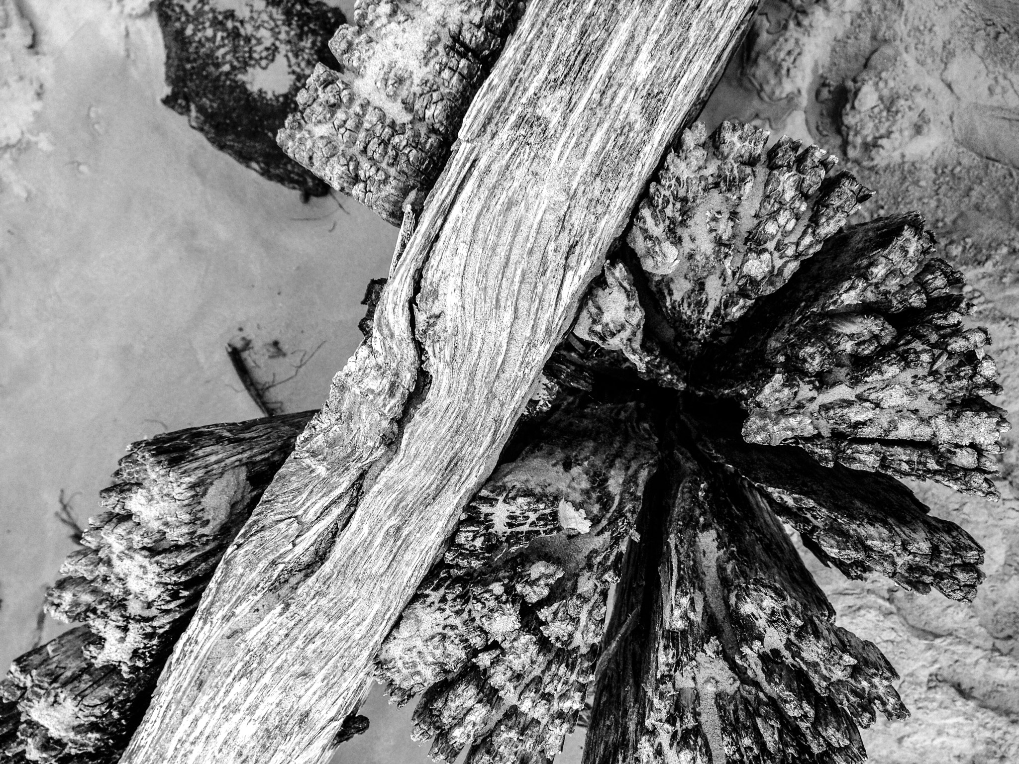 Curious Satellite Hueless on iPhone sample photo. Weathered groyne photography