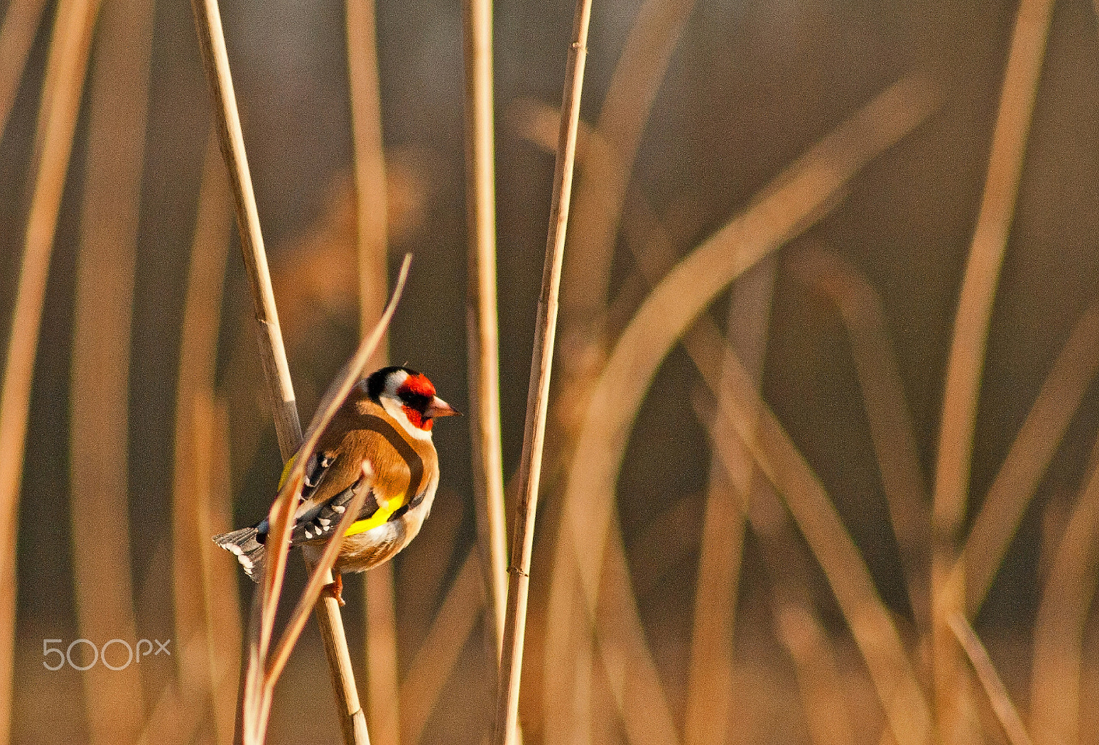Canon EF 75-300mm f/4-5.6 USM sample photo. European goldfinch / putter photography