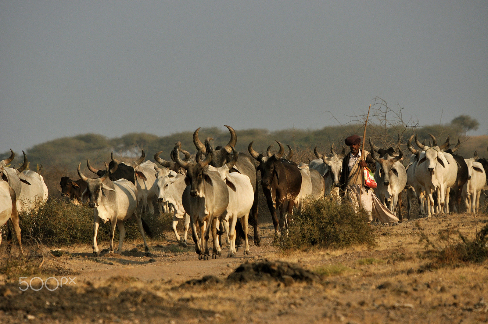Sigma 50-500mm F4-6.3 EX APO RF HSM sample photo. Kathiawadi cows photography