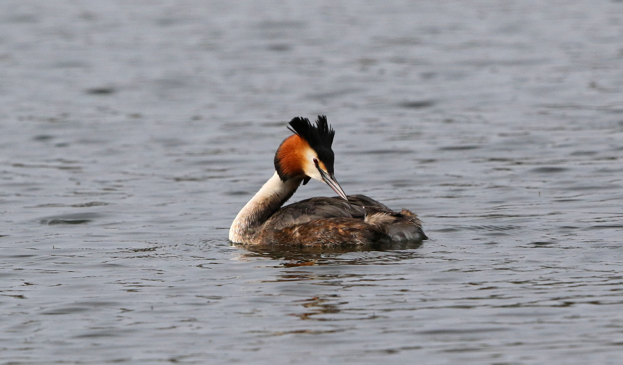 Canon EF 500mm F4L IS II USM sample photo. Great crested grebe photography