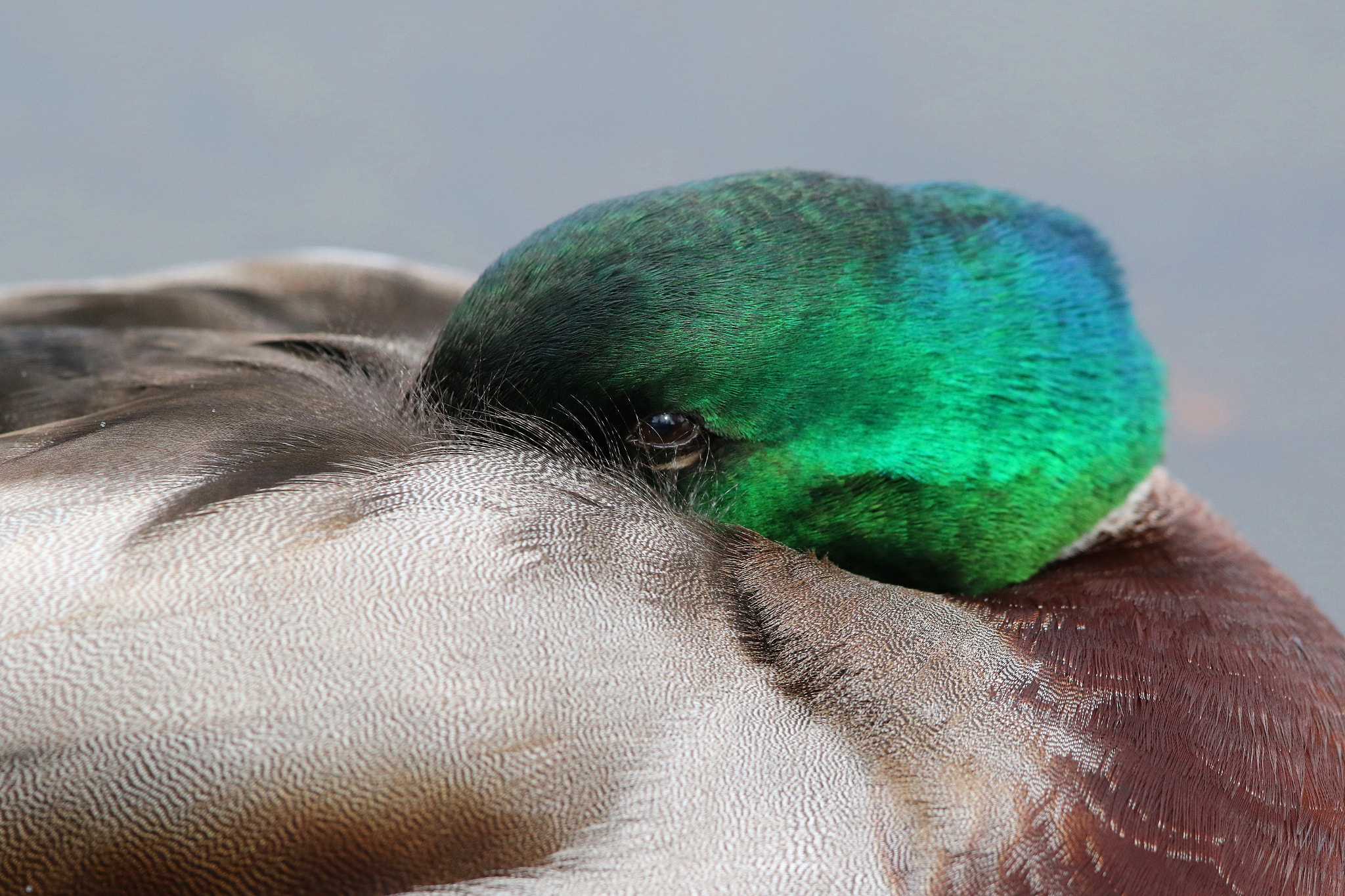 Canon EF 500mm F4L IS II USM sample photo. Sleeping mallard photography