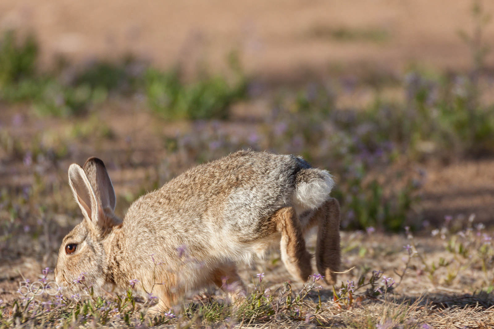 Canon EF 100-400mm F4.5-5.6L IS USM sample photo. Cottontail rabbit running photography
