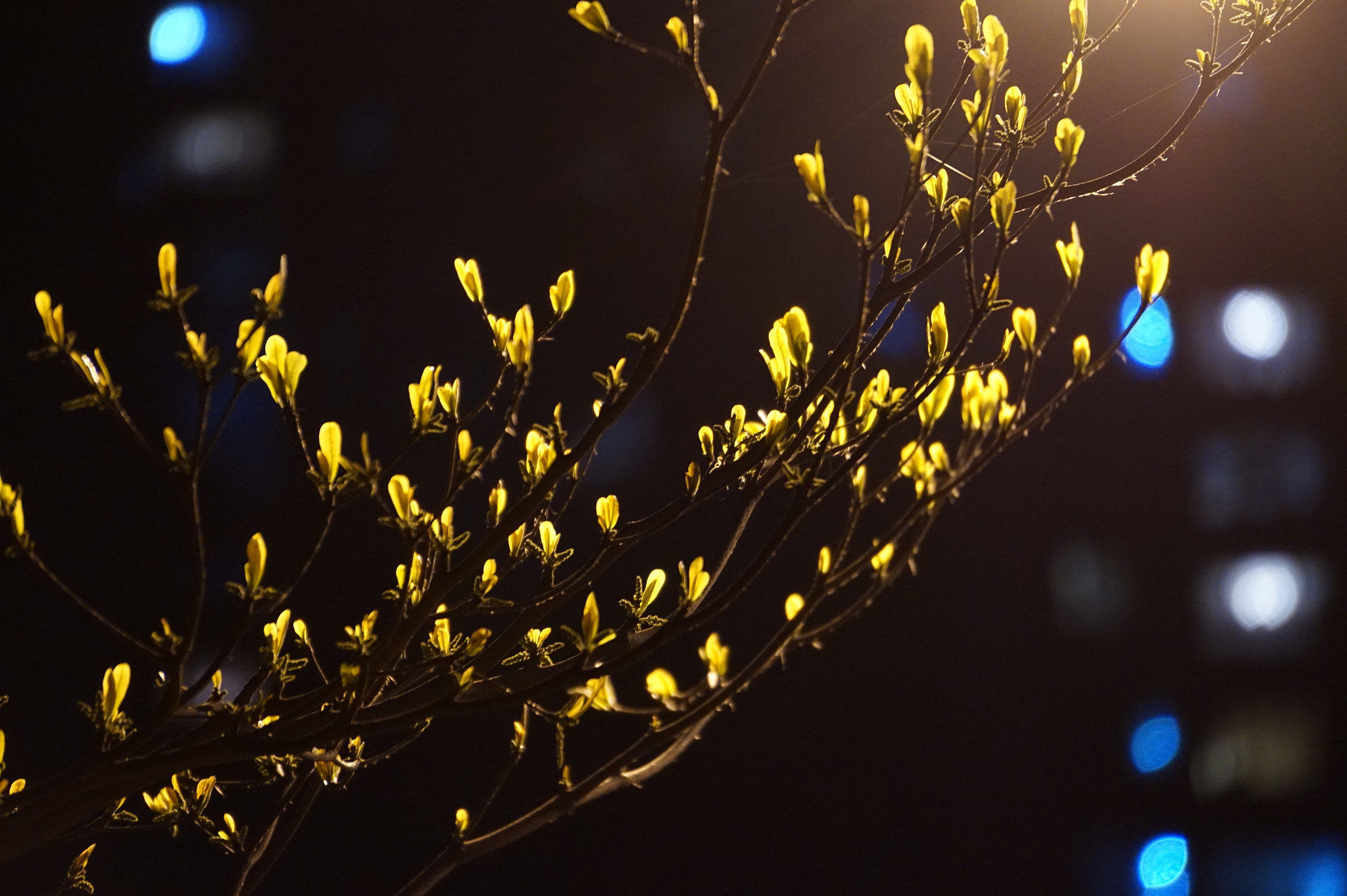 Sony E 55-210mm F4.5-6.3 OSS sample photo. First buds photography