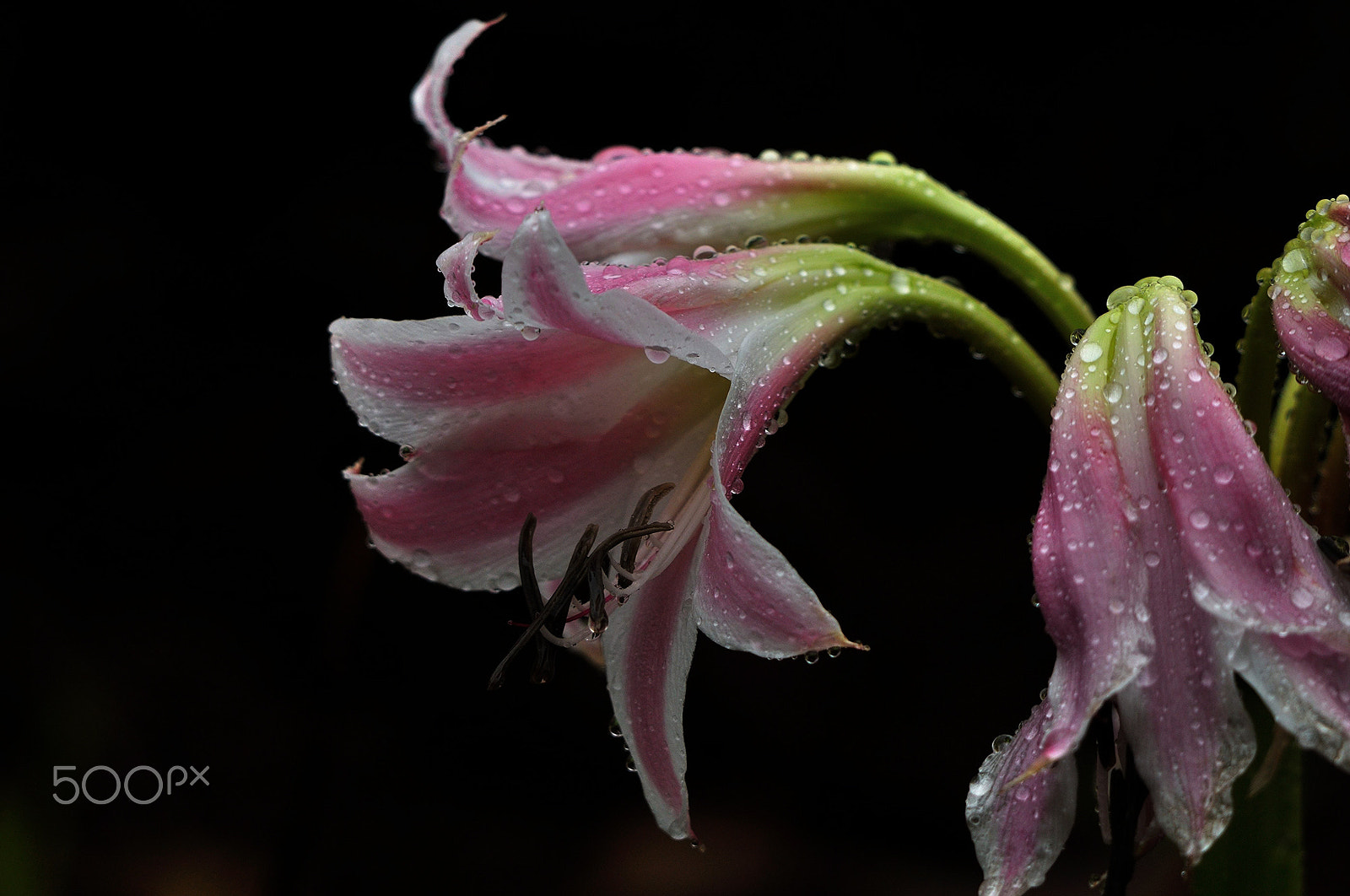 Nikon D90 + Sigma 50-500mm F4-6.3 EX APO RF HSM sample photo. Crinum lily photography