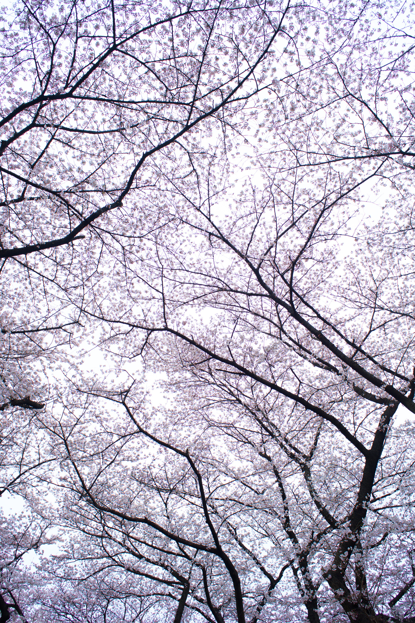 Sony a7 + Sony 28mm F2.8 sample photo. Flowers 2870 photography