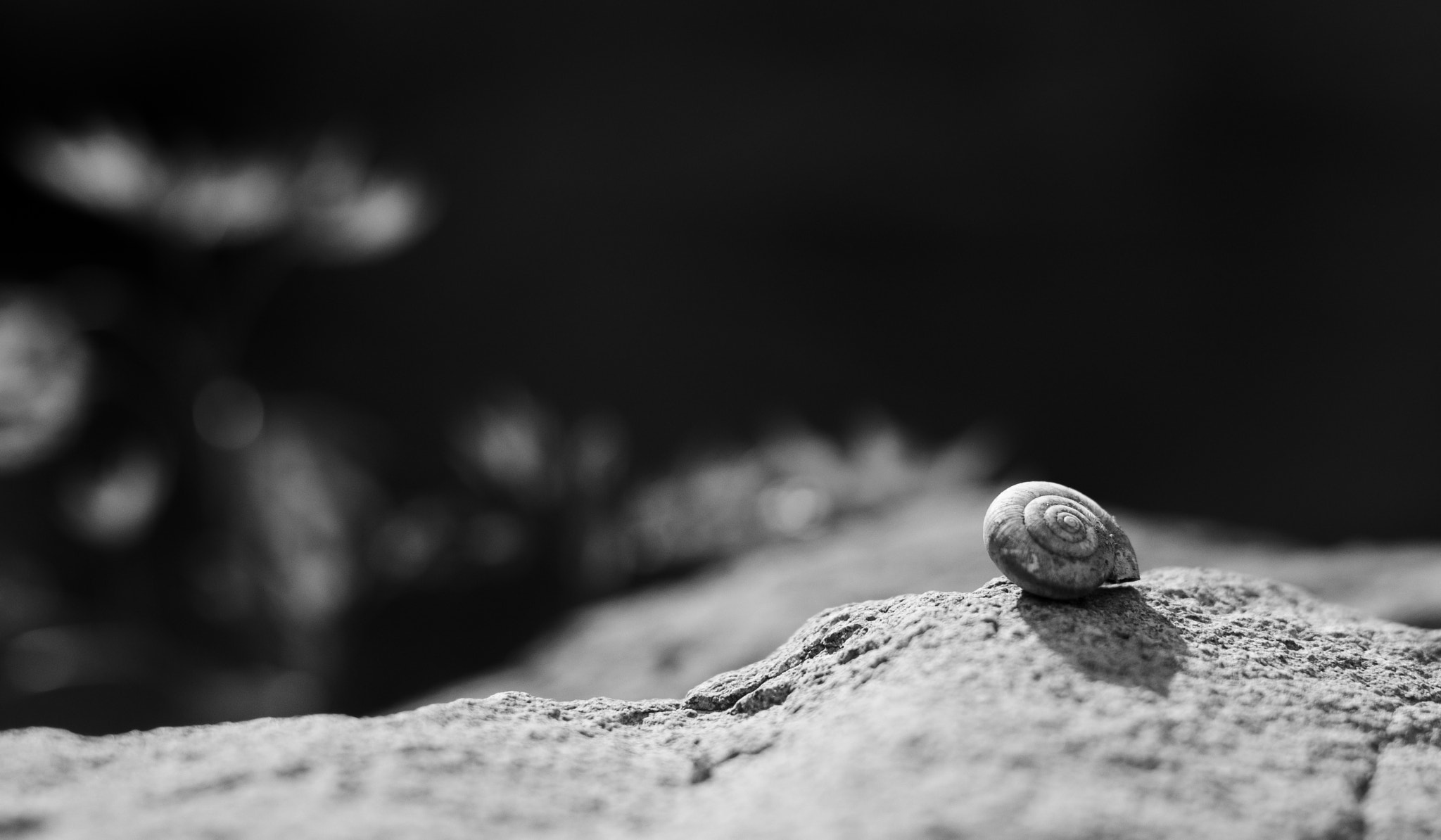 Nikon D7000 + Sigma 50mm F1.4 DG HSM Art sample photo. Snail shell.jpg photography